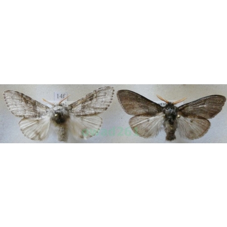 Calliteara pudibunda (Linnaeus, 1758) 2xmale Szczotecznica szarawka Czech14f